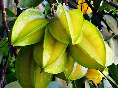 Carambola