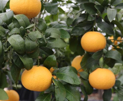 citrus trees-main