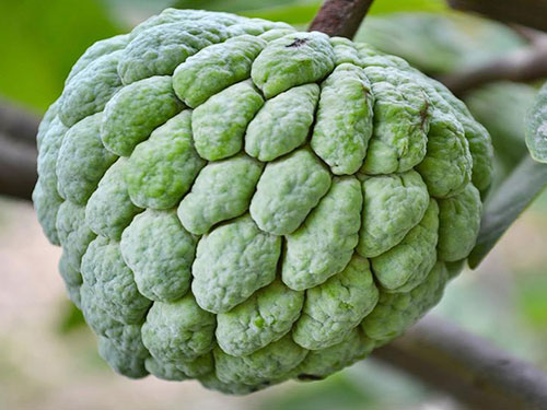 Custard Apple