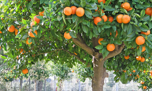 fruit trees main