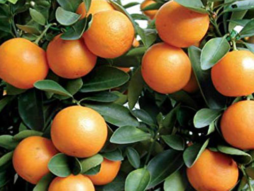 Kumquats