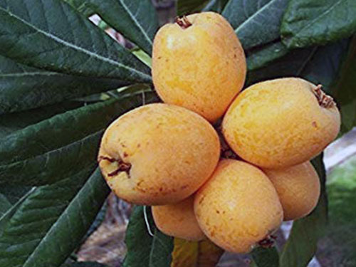 Loquat