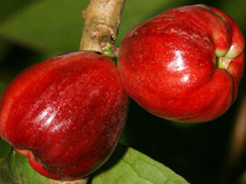 Malay Apple