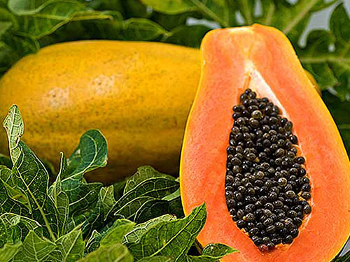 Papaya