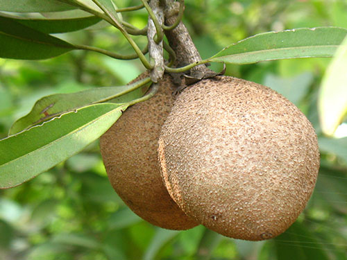 Sapodilla