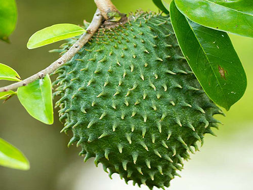 Soursop