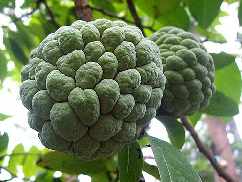 Sugar Apple