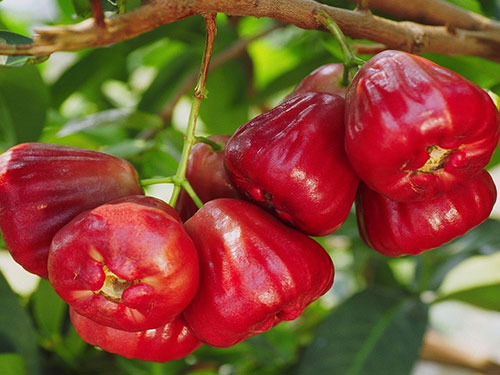 Wax Jambu