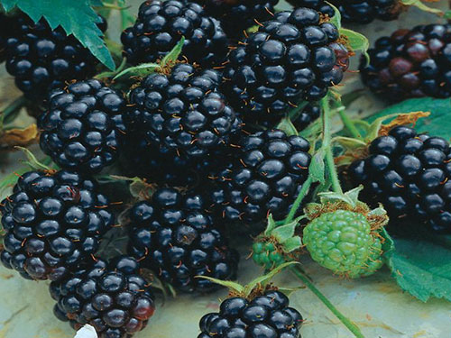 Blackberries