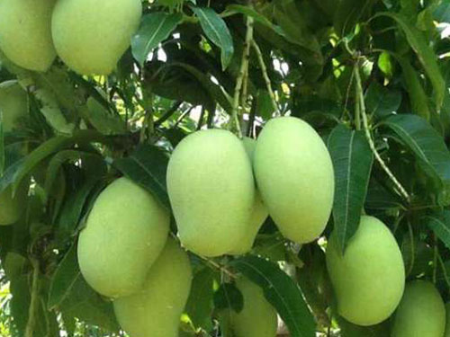 Cac Mangoes