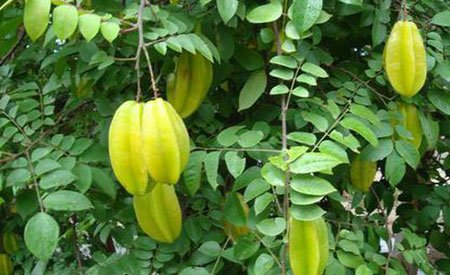 Carambola-1