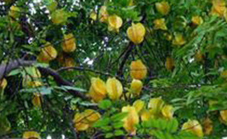 Carambola-4