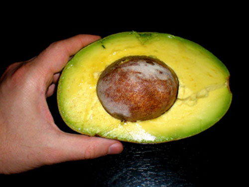 Choquette Avocado