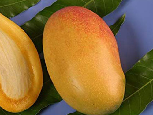 Coconut Cream Mango's