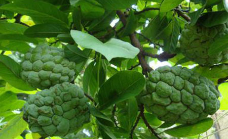 Custard-Apple-1