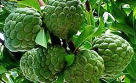 Custard-Apple-2