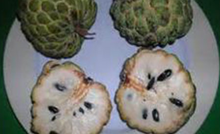 Custard-Apple-3