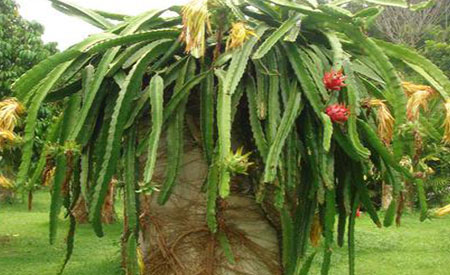 Dragon-Fruit-1