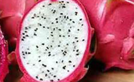 Dragon-Fruit-3