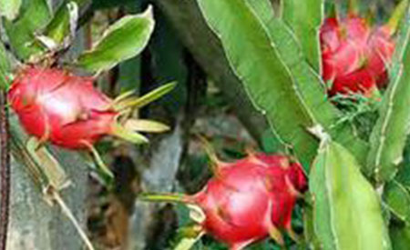 Dragon-Fruit-4