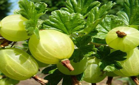 Gooseberry-1