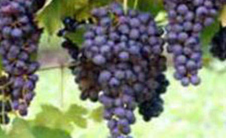 Grapes-3