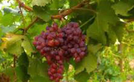 Grapes-4