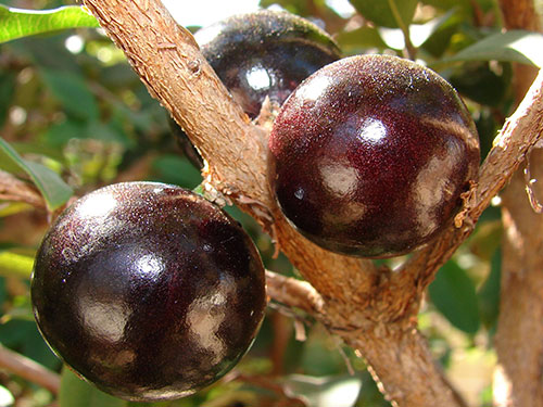 Jaboticaba