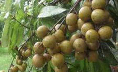 Longan-4