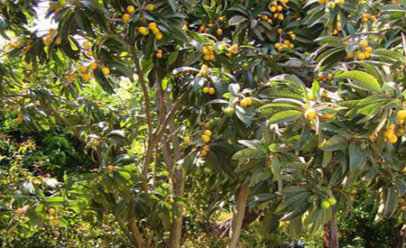 Loquat-1