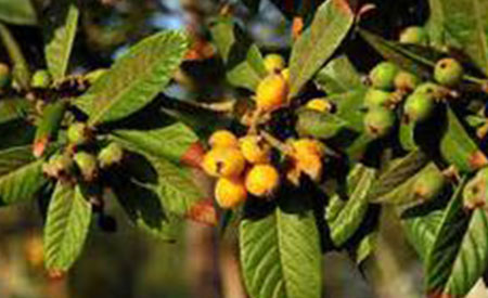 Loquat-4