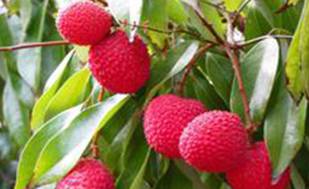 Lychee-4