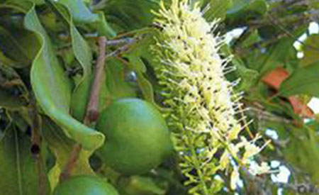 Macadamias-2