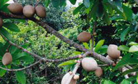 Mamey-Sapote-4