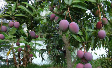 Mangoes-1