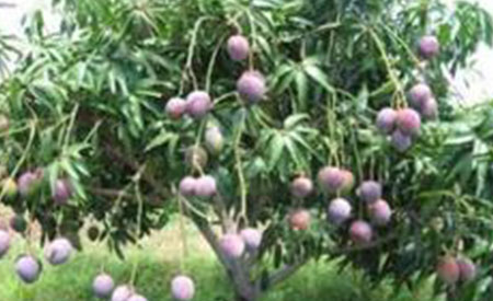 Mangoes-4