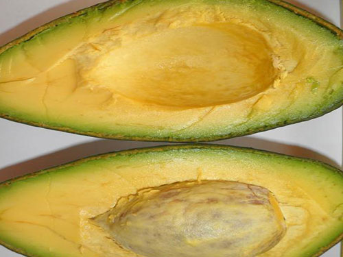 Nishikawa Avocado