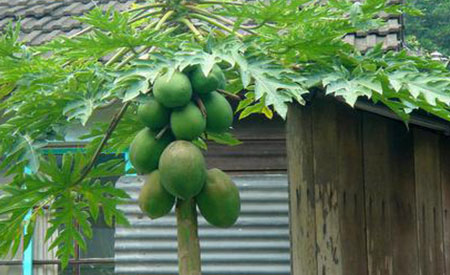 Papaya-1