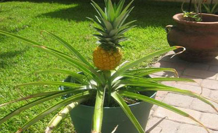 Pineapple-1