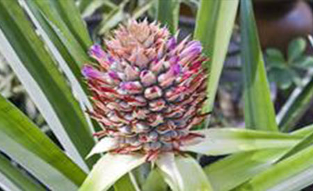 Pineapple-2