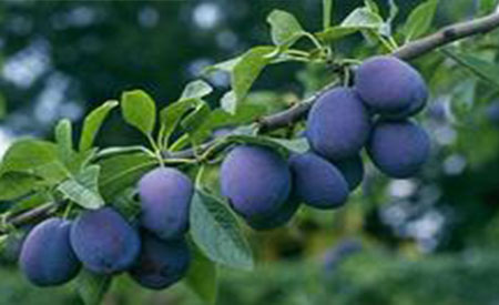 Plum-4