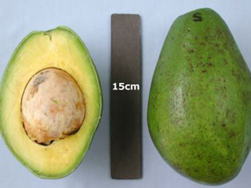 Simmonds Avocado