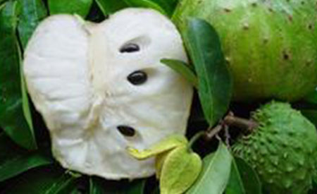 Soursop-3