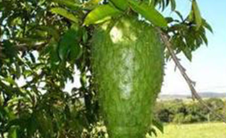 Soursop-4