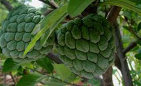 Sugar-Apple-4