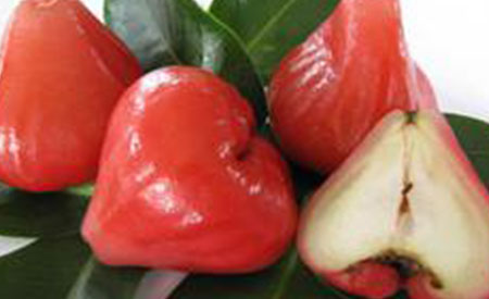 Wax-Jambu-3